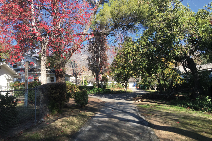 Yard in Fall